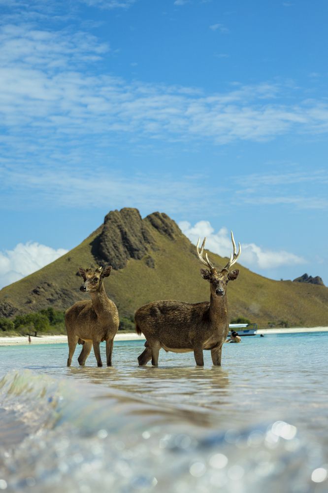 Wildlife around the world