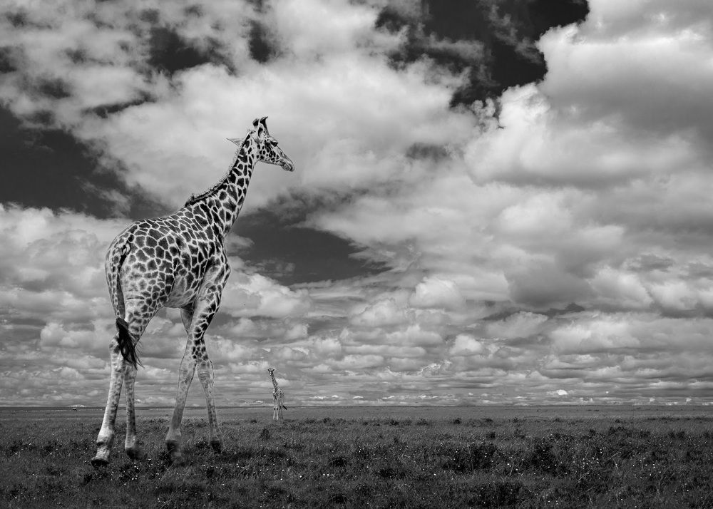Wildlife around the world
