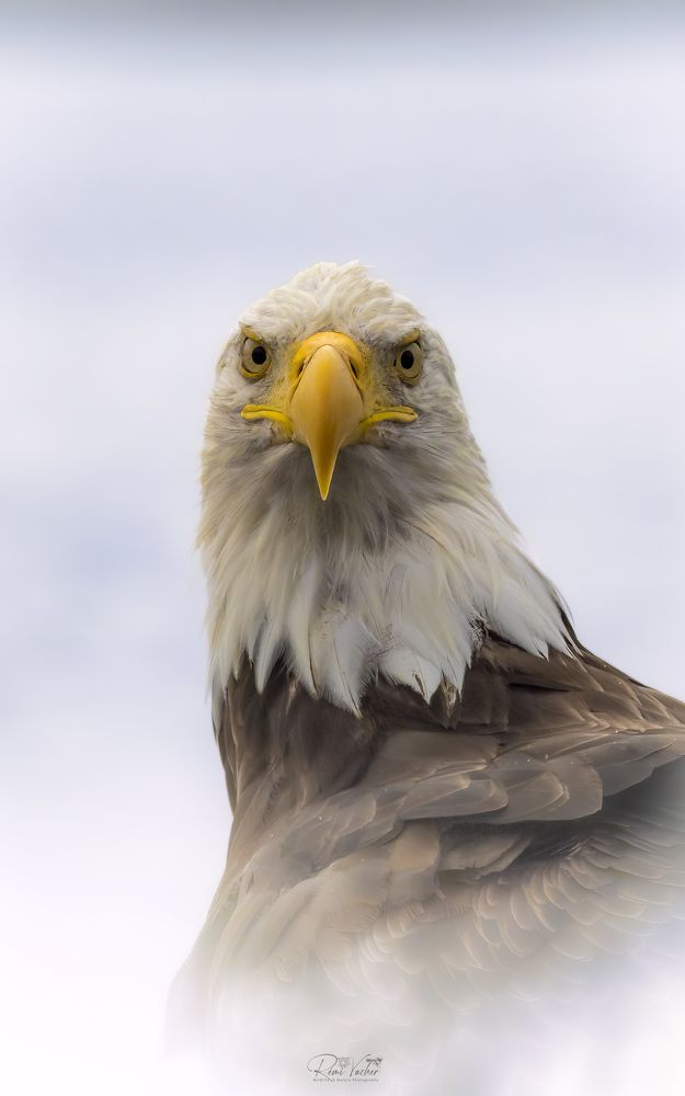 Wildlife around the world
