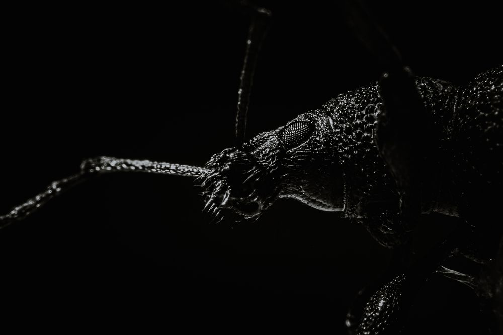 Photo 2525871