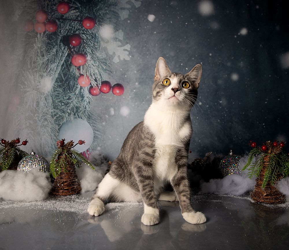 Котята! С Новым Годом!