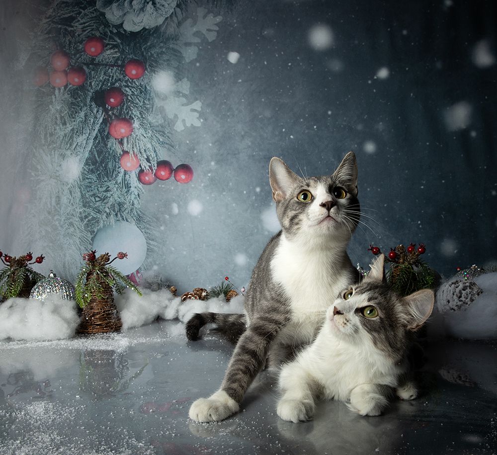 Котята! С Новым Годом!
