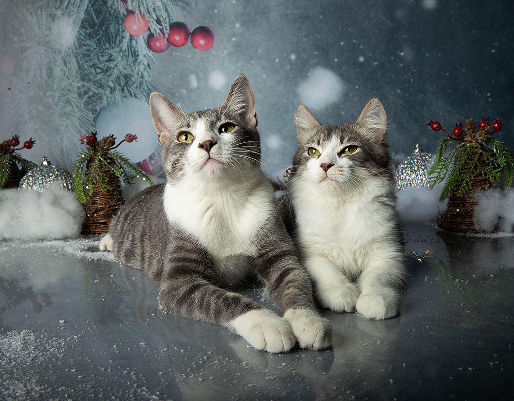 Котята! С Новым Годом!