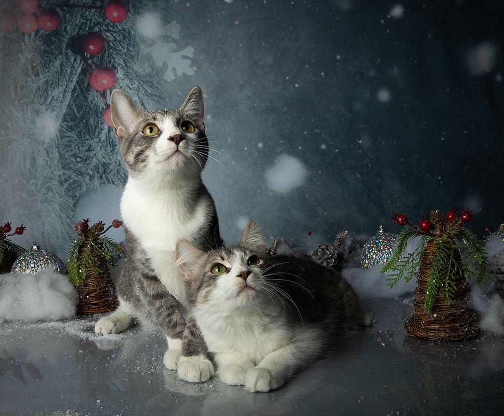 Котята! С Новым Годом!