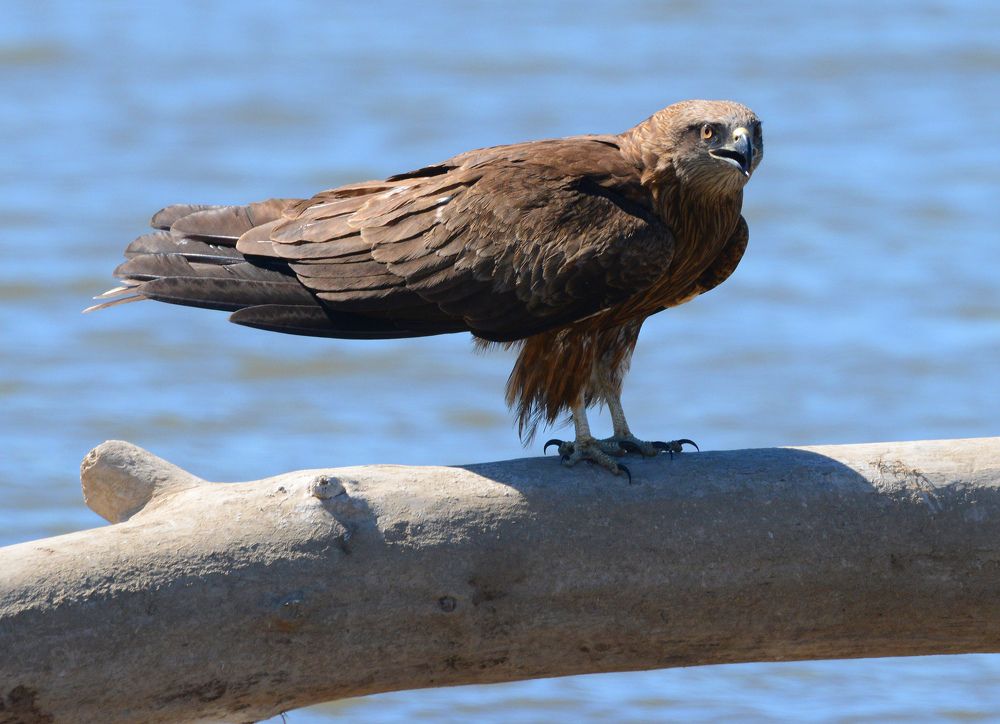 Black Kite Черный коршун
