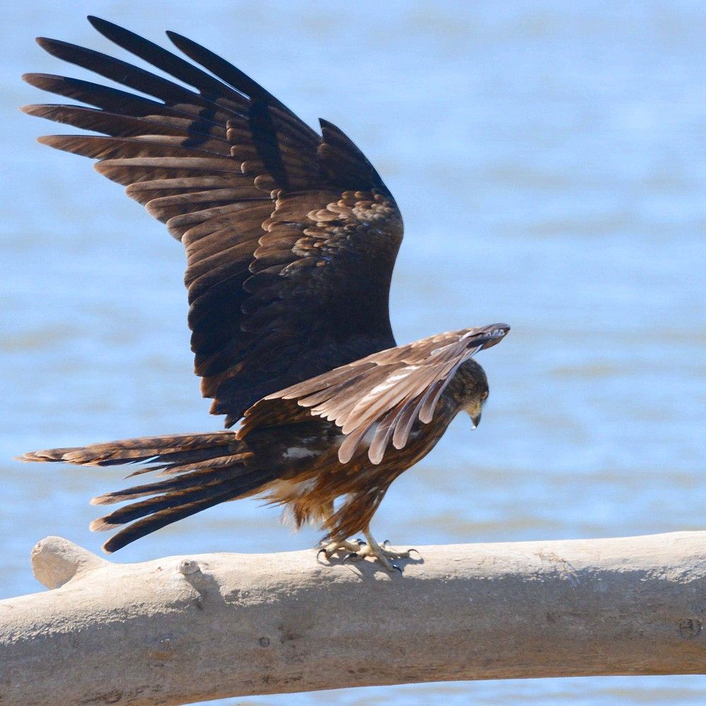 Black Kite Черный коршун