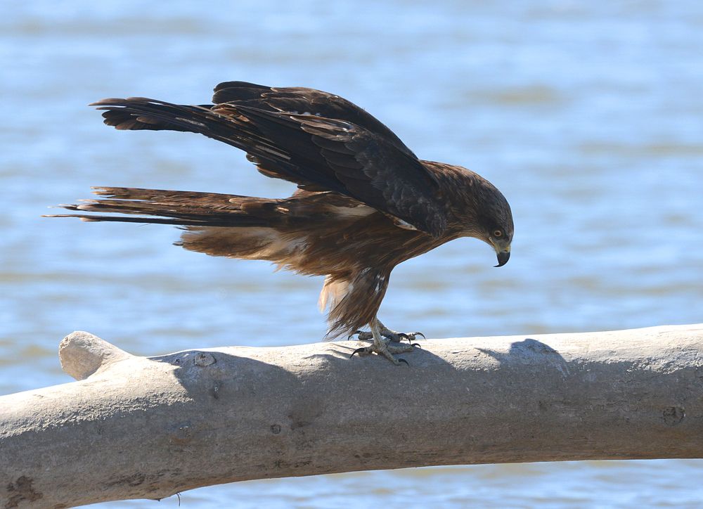 Black Kite Черный коршун