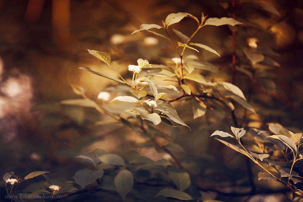 Photo 253313