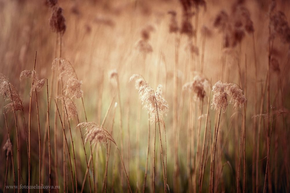 Photo 253315