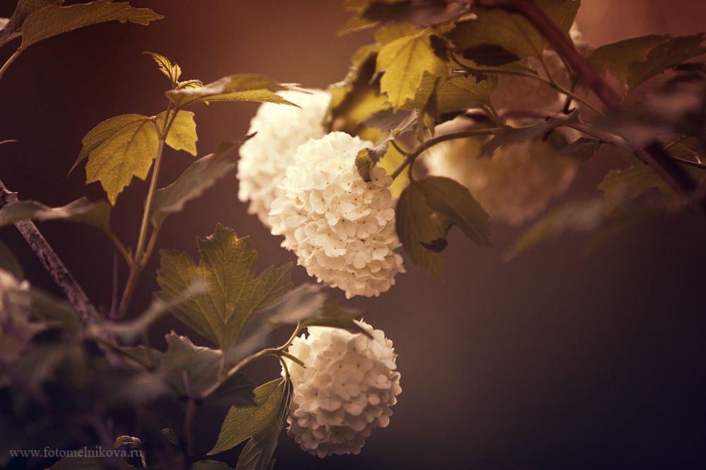 Photo 253317