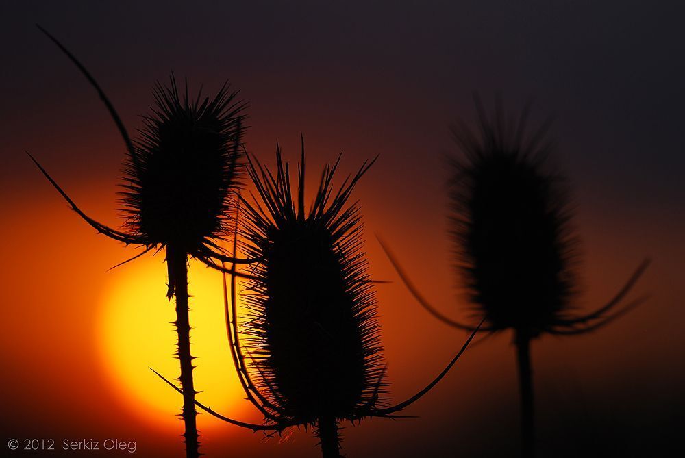 SUNSETS Moments