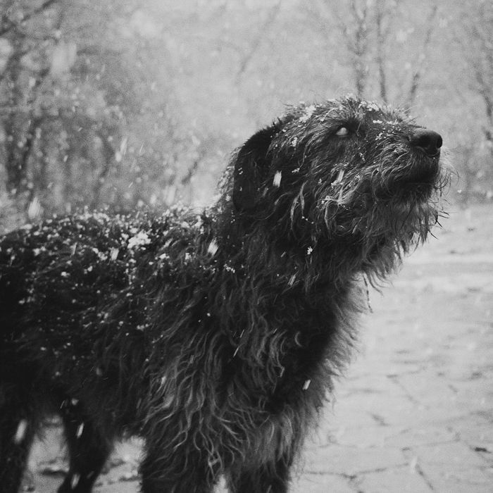 Photo 253860