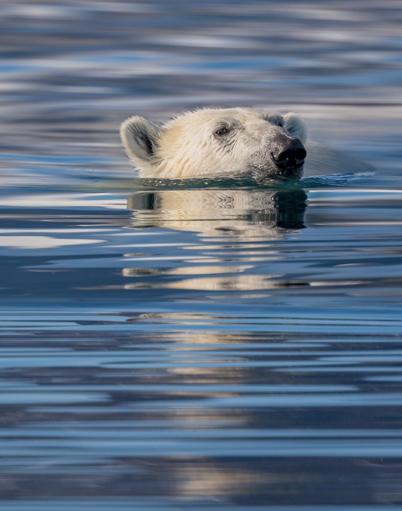 Arctic Summer