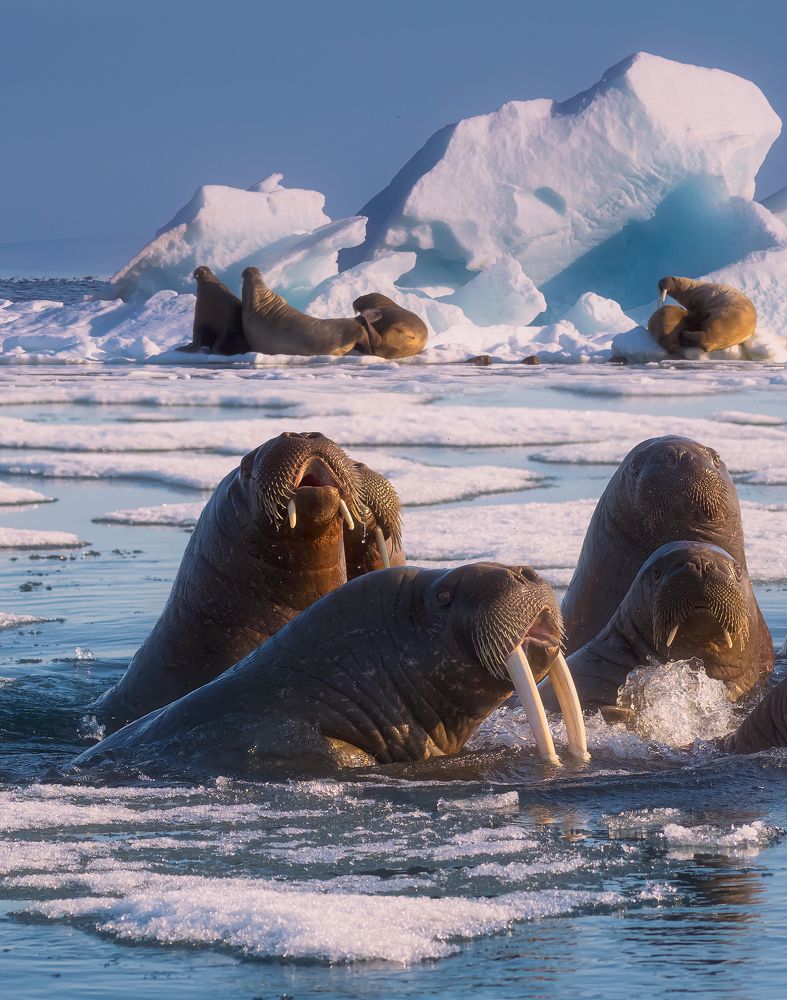 Arctic Summer