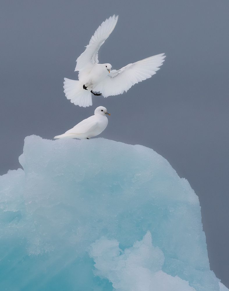Arctic Summer
