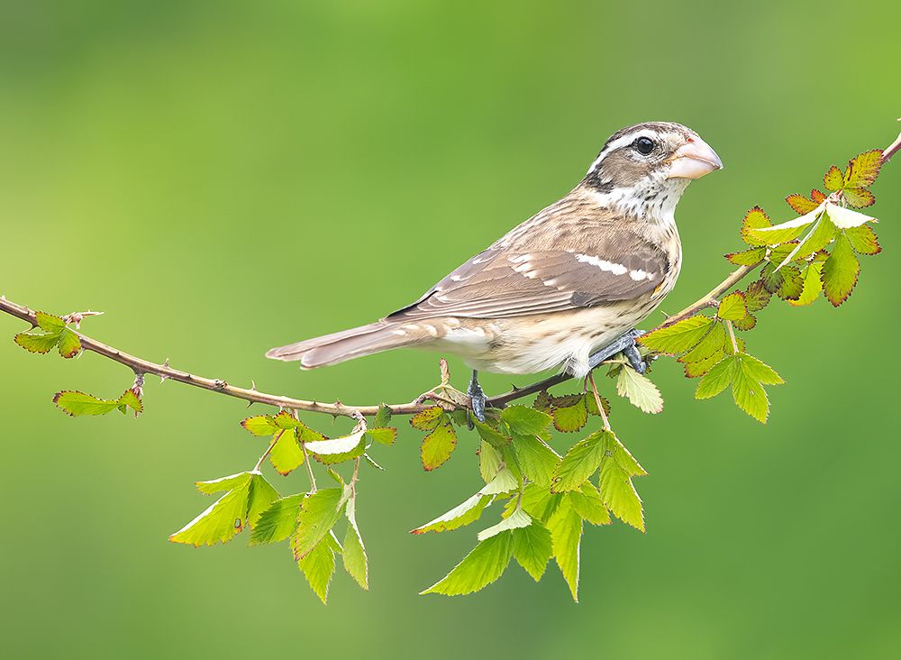 Spring Time Birds Migration - Весенняя миграция разных видов Птиц