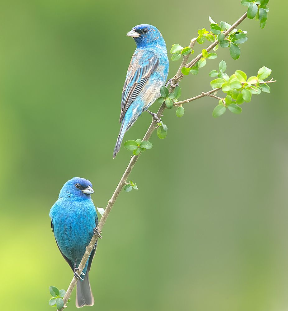 Spring Time Birds Migration - Весенняя миграция разных видов Птиц