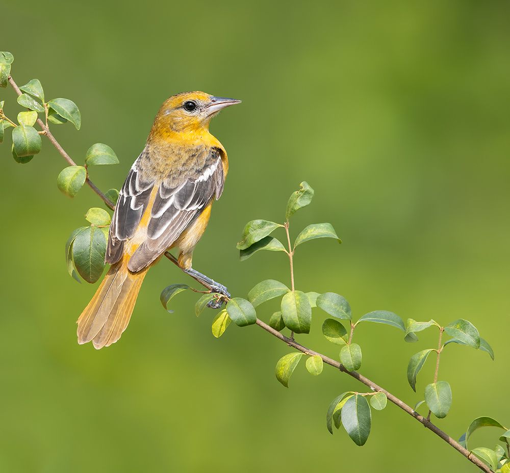Spring Time Birds Migration - Весенняя миграция разных видов Птиц