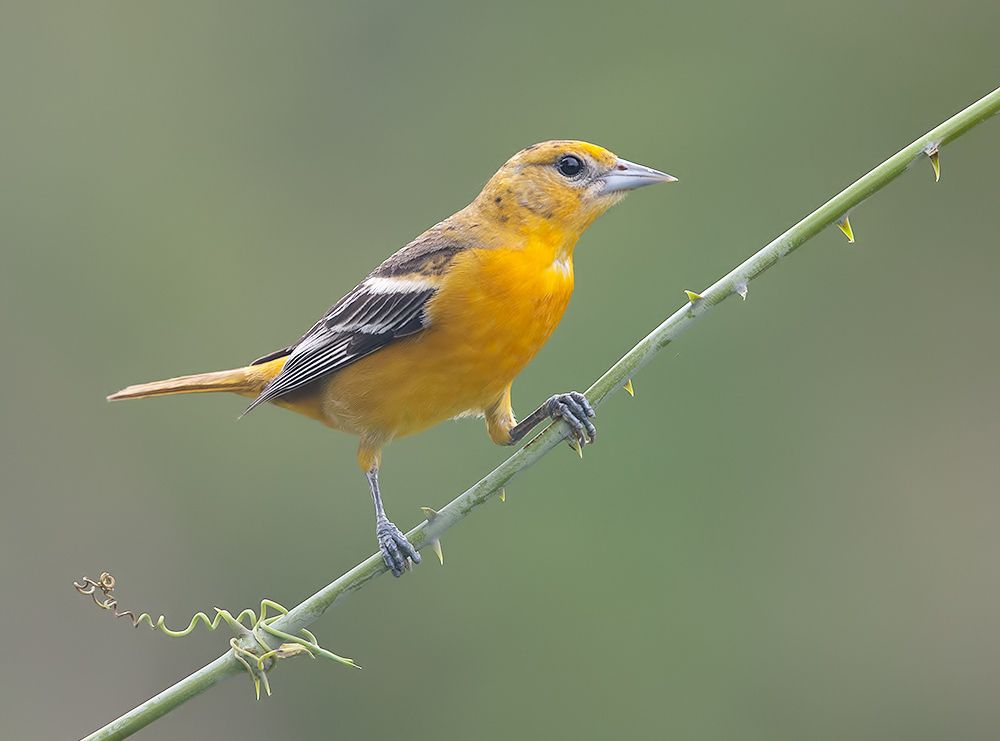 Spring Time Birds Migration - Весенняя миграция разных видов Птиц