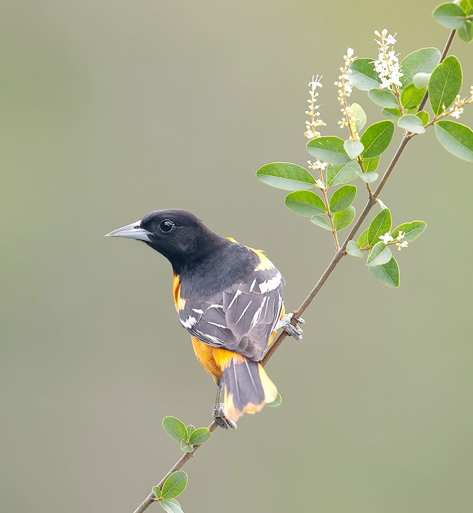 Spring Time Birds Migration - Весенняя миграция разных видов Птиц