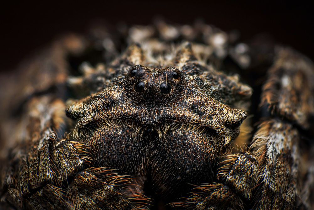 Back Spider