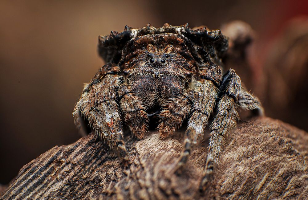 Back Spider