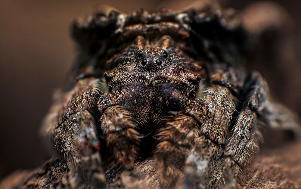 Back Spider