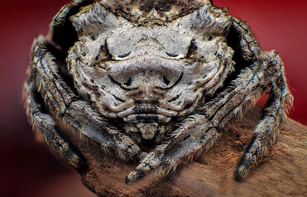 Back Spider