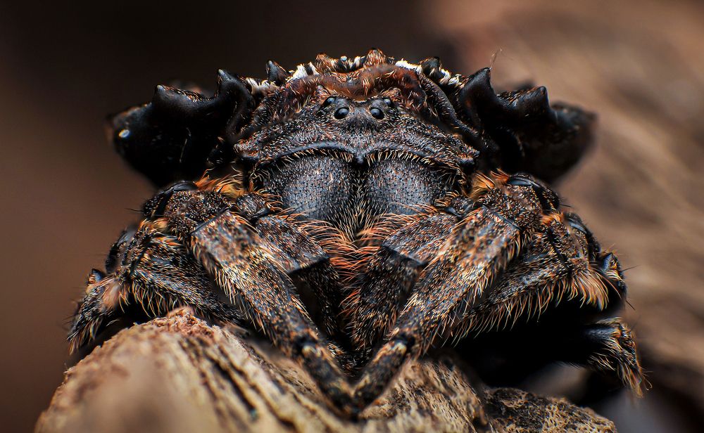 Back Spider