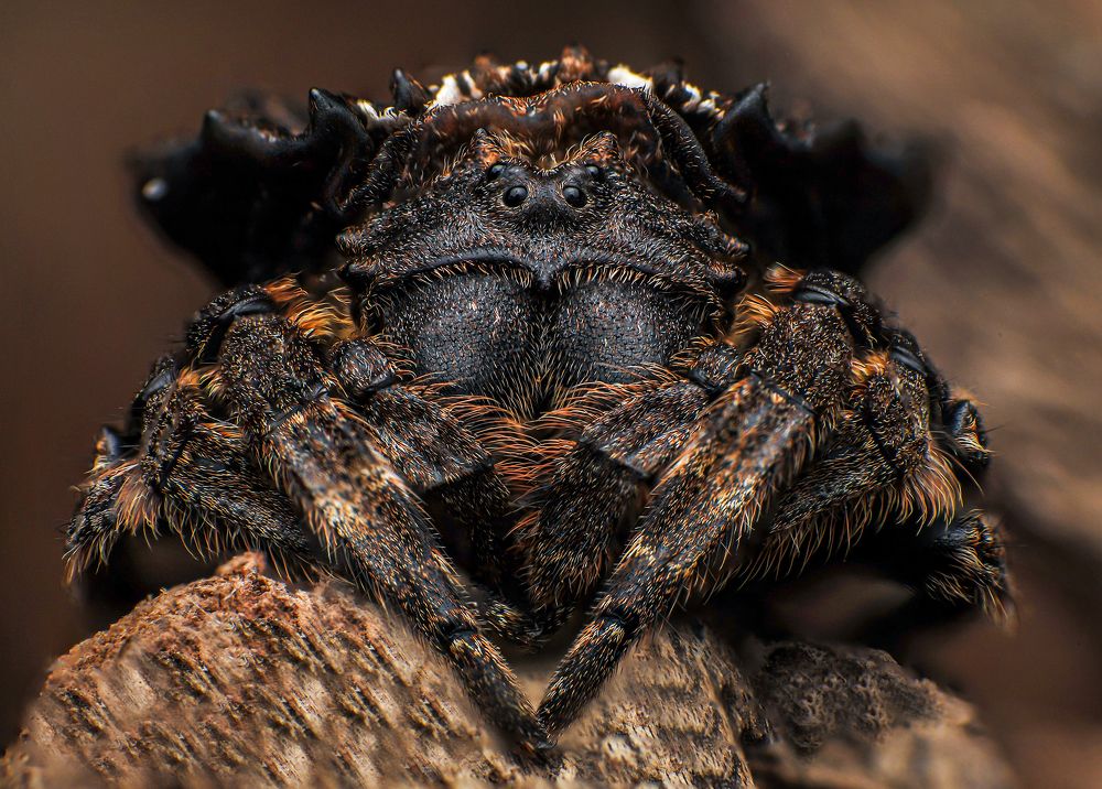 Back Spider