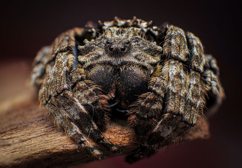 Back Spider
