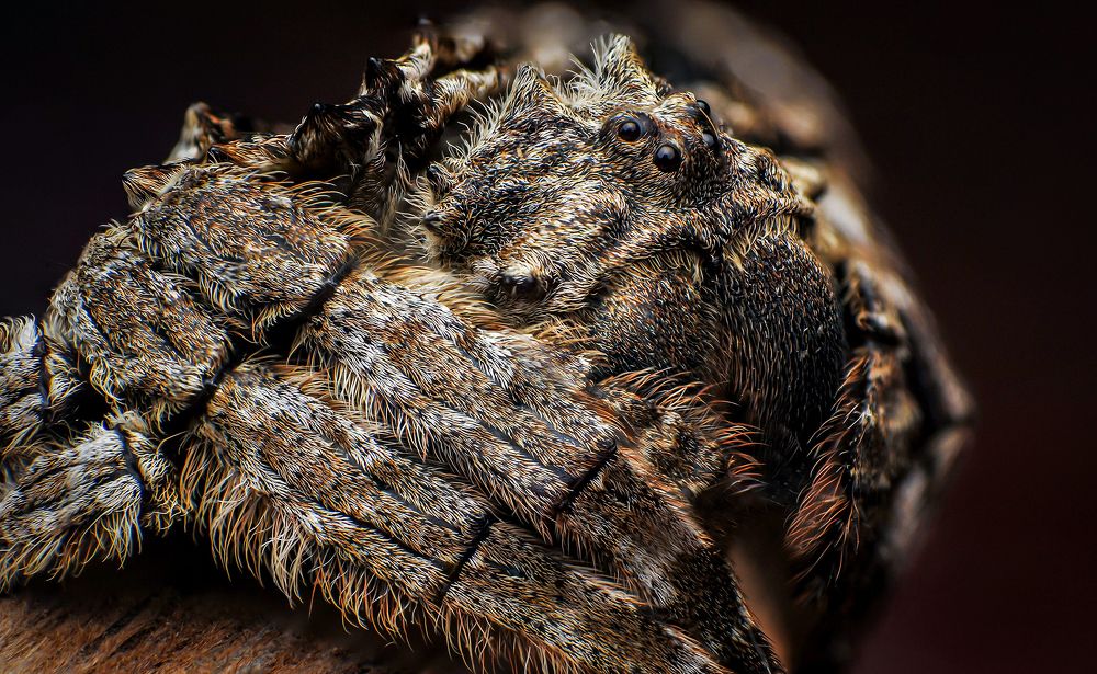 Back Spider