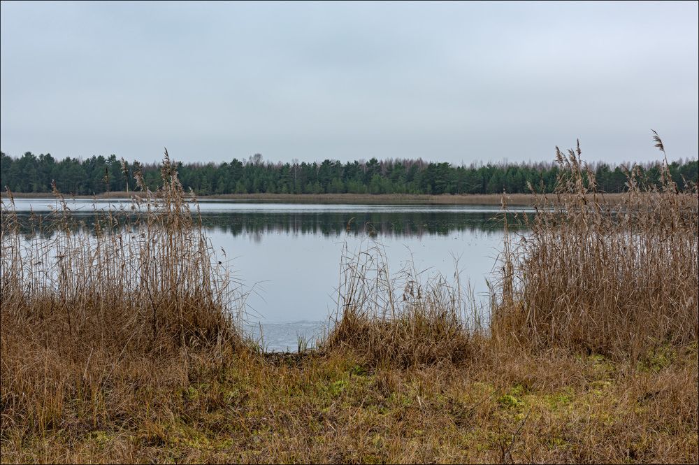 Серое утро на торфяном озере