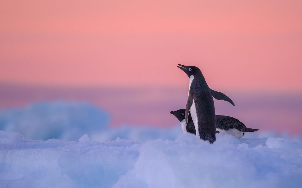 Adelie penguins