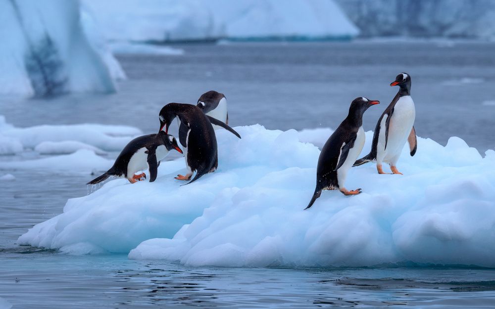 Gentoo penguins