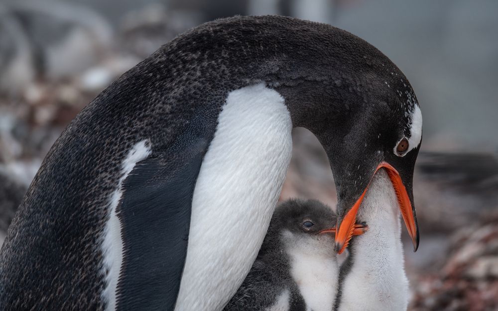 Gentoo penguin feeding chicks