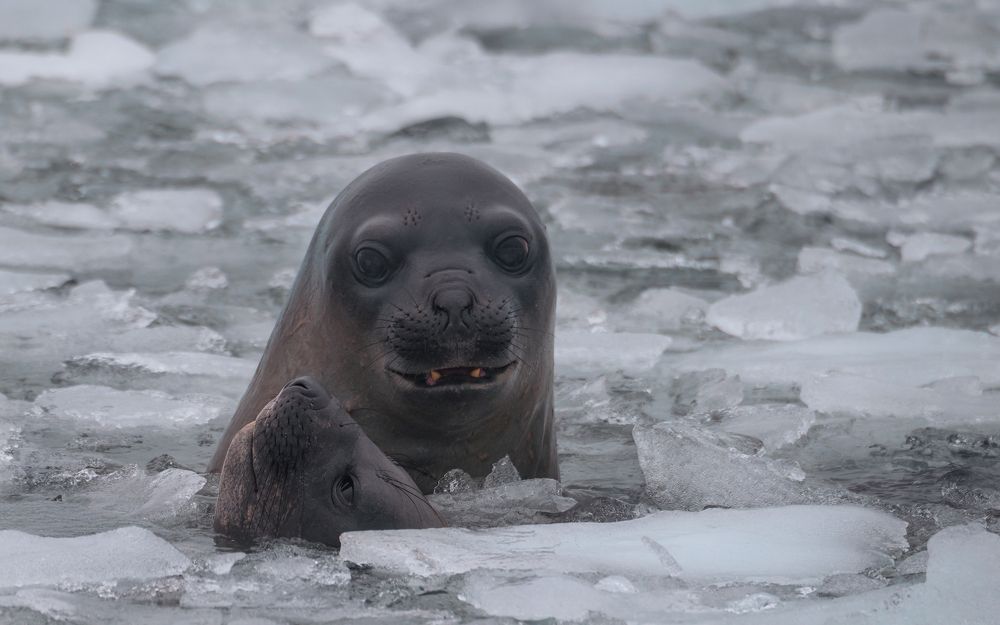Young Elephant Seals