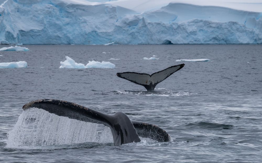 Humpback tales