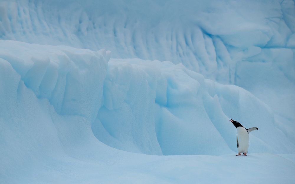 Gentoo penguin on iceberg