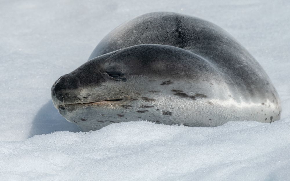 Leopard seal
