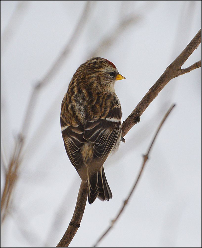 Чечётки