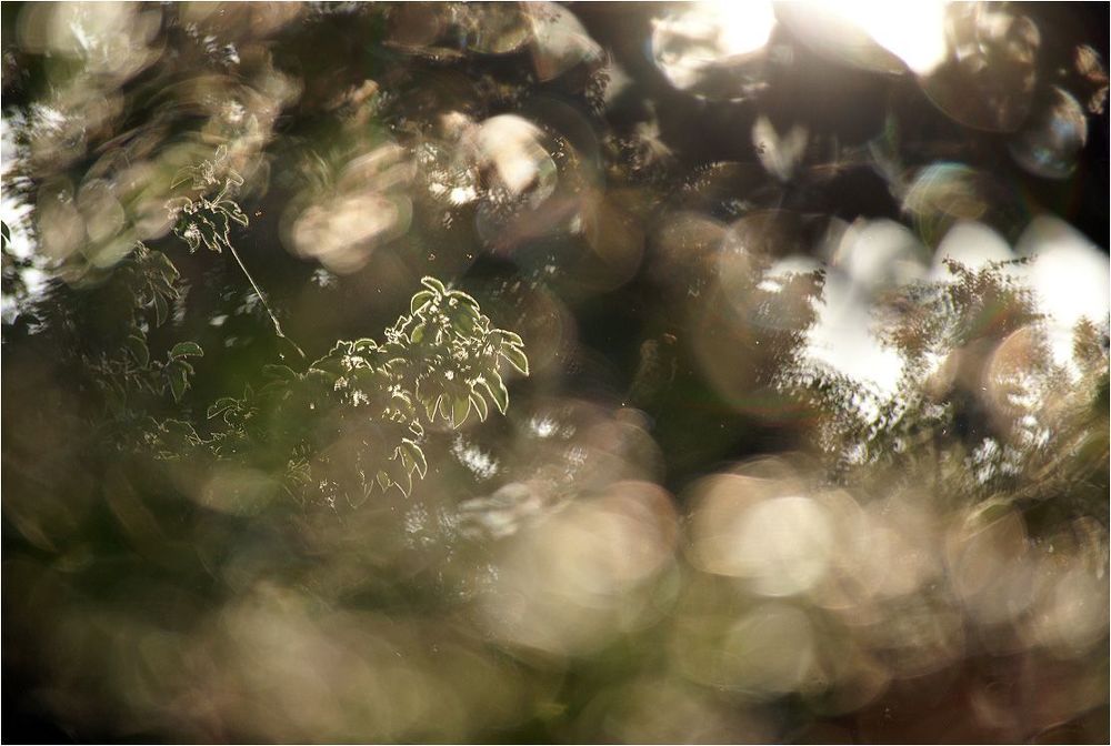 Photo 254093