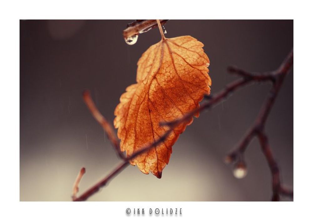 Raindrops