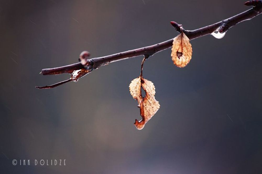 Raindrops