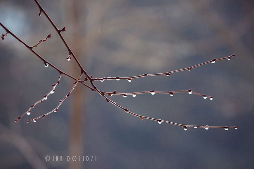 Raindrops