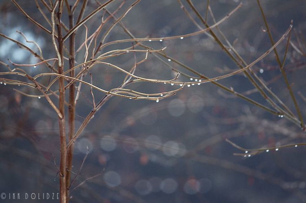 Raindrops