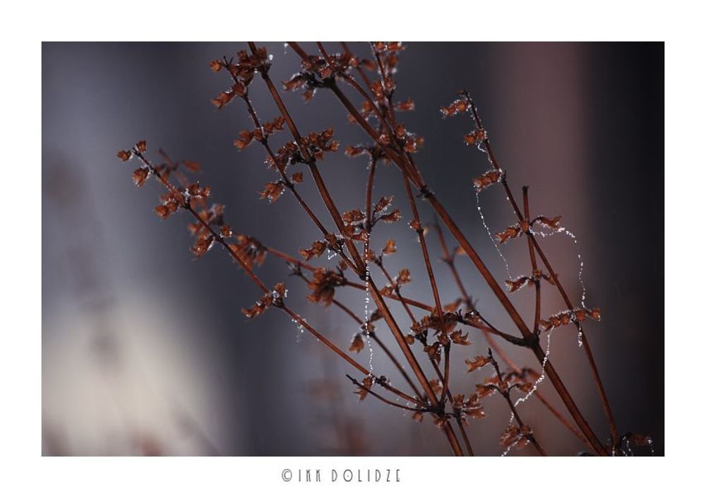 Raindrops