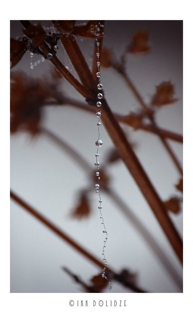 Raindrops