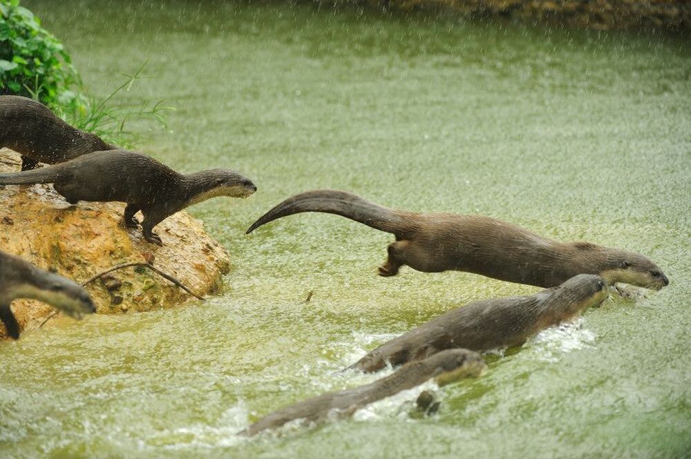 выдры, о.Борнео