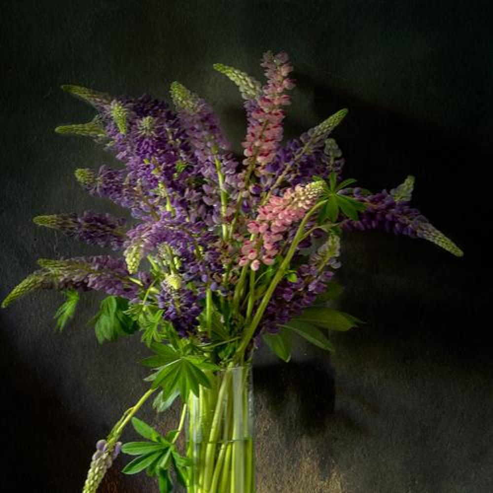 Photo 2540511